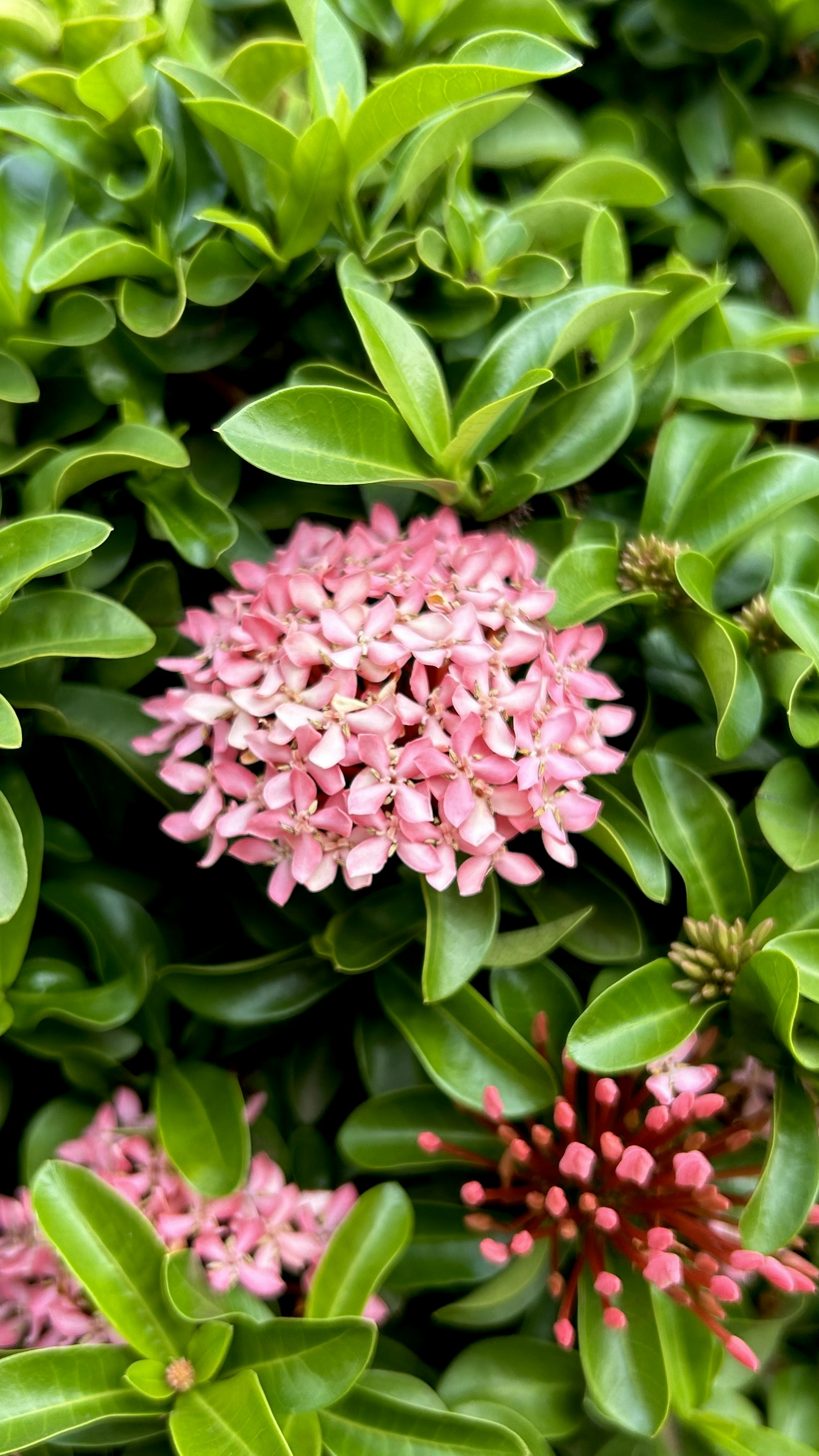 Photo by rickydonald