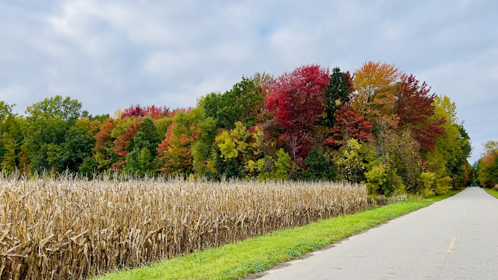 a country road surrounded by a corn field