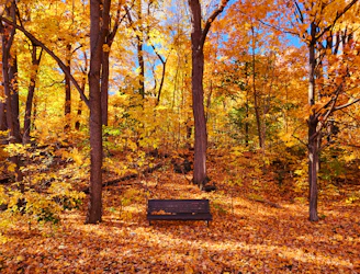 A serene outdoor scene with autumn leaves and a journal resting on a bench.