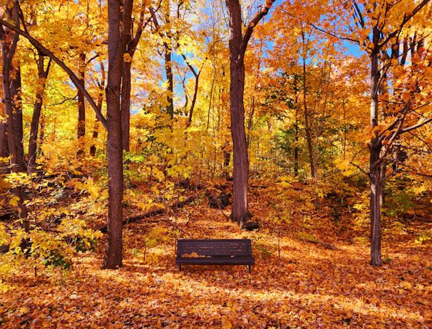 A serene outdoor scene with autumn leaves and a journal resting on a bench.