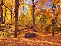 A serene park scene in autumn with vibrant orange and yellow foliage covering the trees. A wooden bench sits amidst the fallen leaves, inviting peace and contemplation. The sky peeks through the canopy in patches of bright blue.