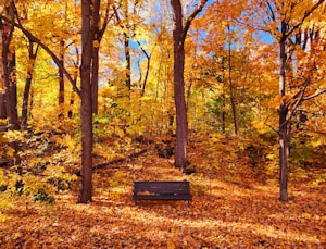 Autumn Pause