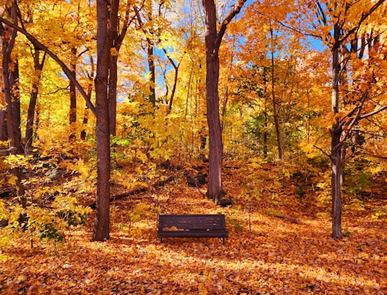 A serene park scene in autumn with vibrant orange and yellow foliage covering the trees. A wooden bench sits amidst the fallen leaves, inviting peace and contemplation. The sky peeks through the canopy in patches of bright blue.