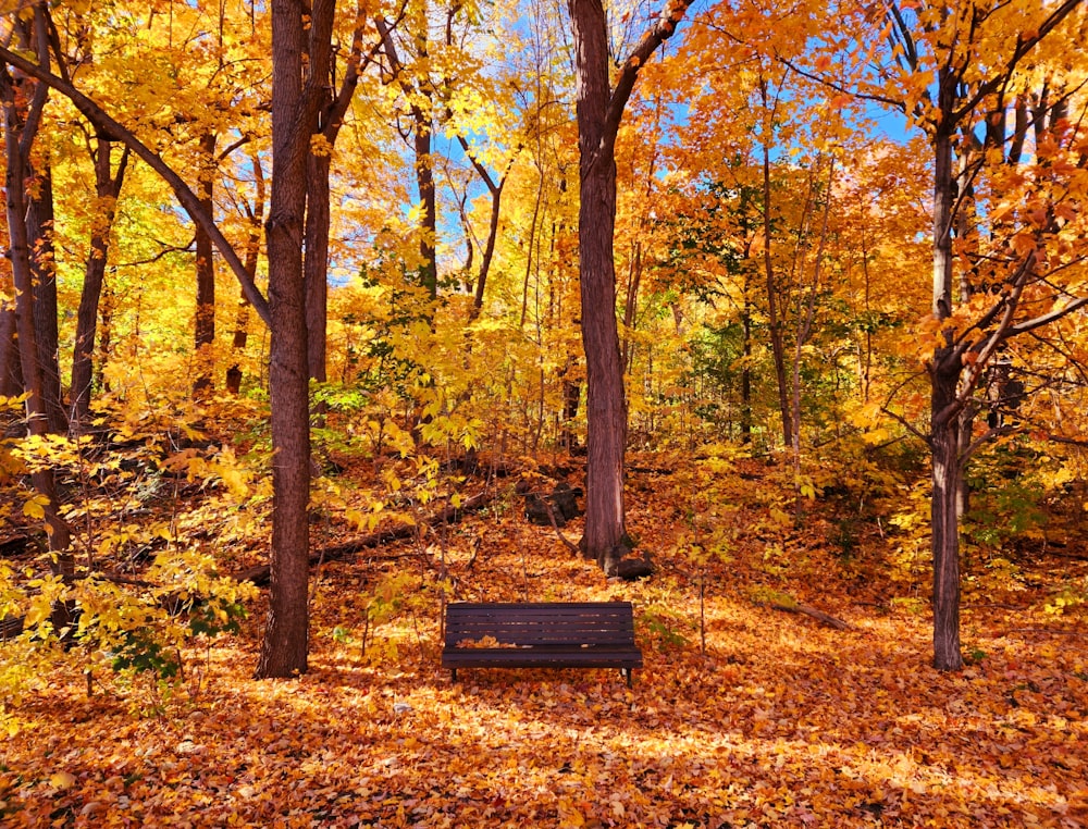 a park bench sitting in the middle of a forest