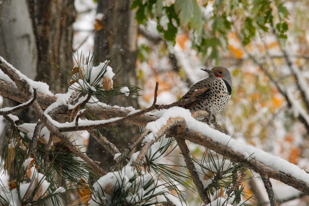 a bird perched on a branch of a tree covered in snow