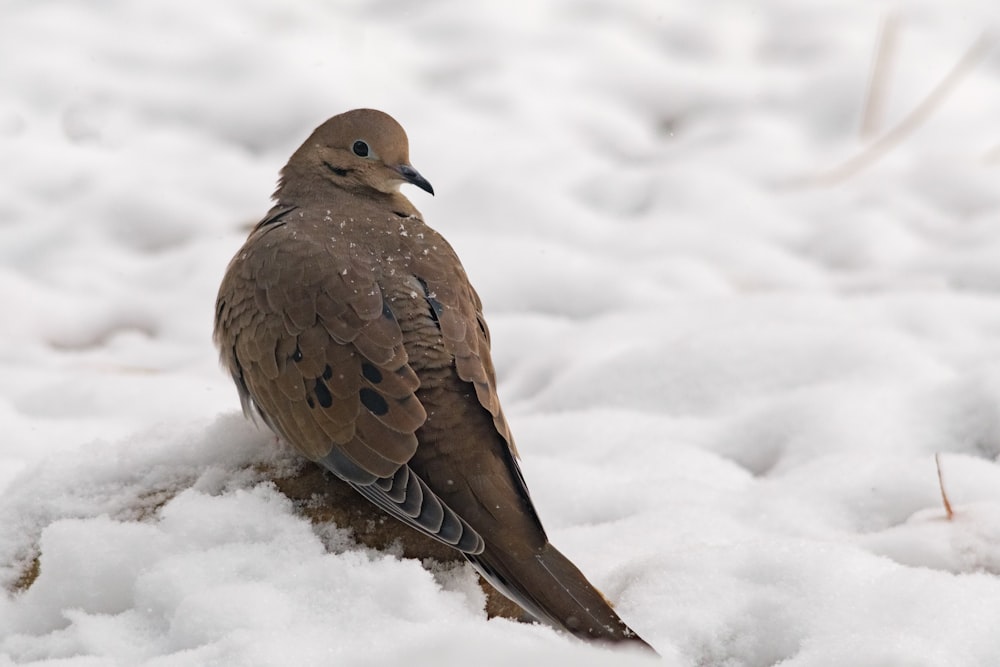a bird sitting on top of a pile of snow