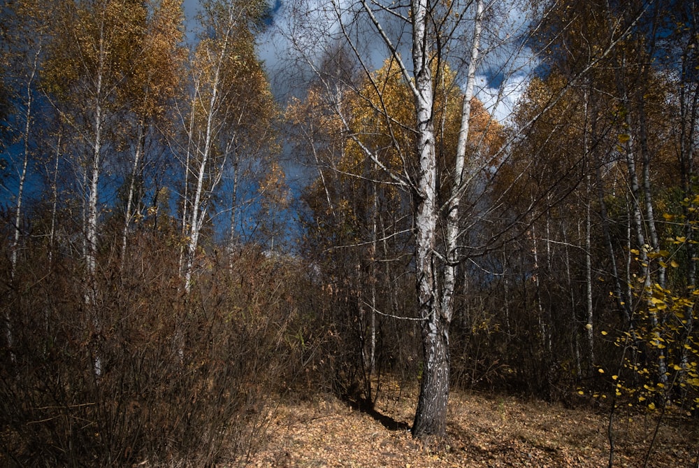 a wooded area with trees and a blue sky in the background