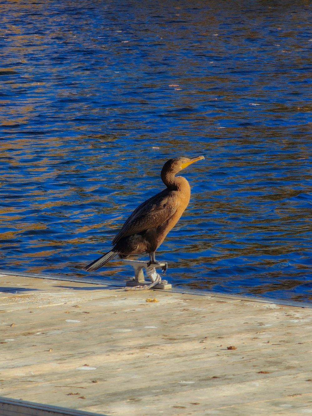 um pássaro em pé em uma doca ao lado de um corpo de água
