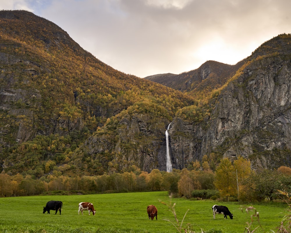 a herd of cattle grazing on a lush green field