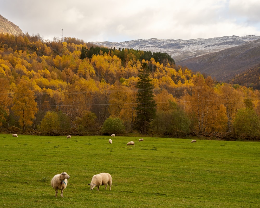 Eine Schafherde grast auf einer saftig grünen Wiese