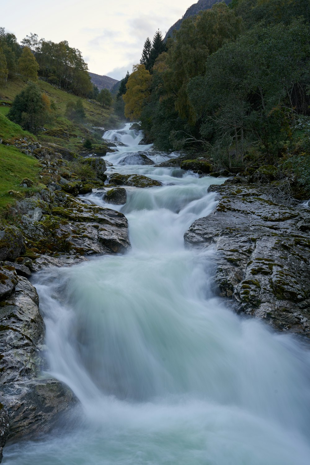 a river running through a lush green forest