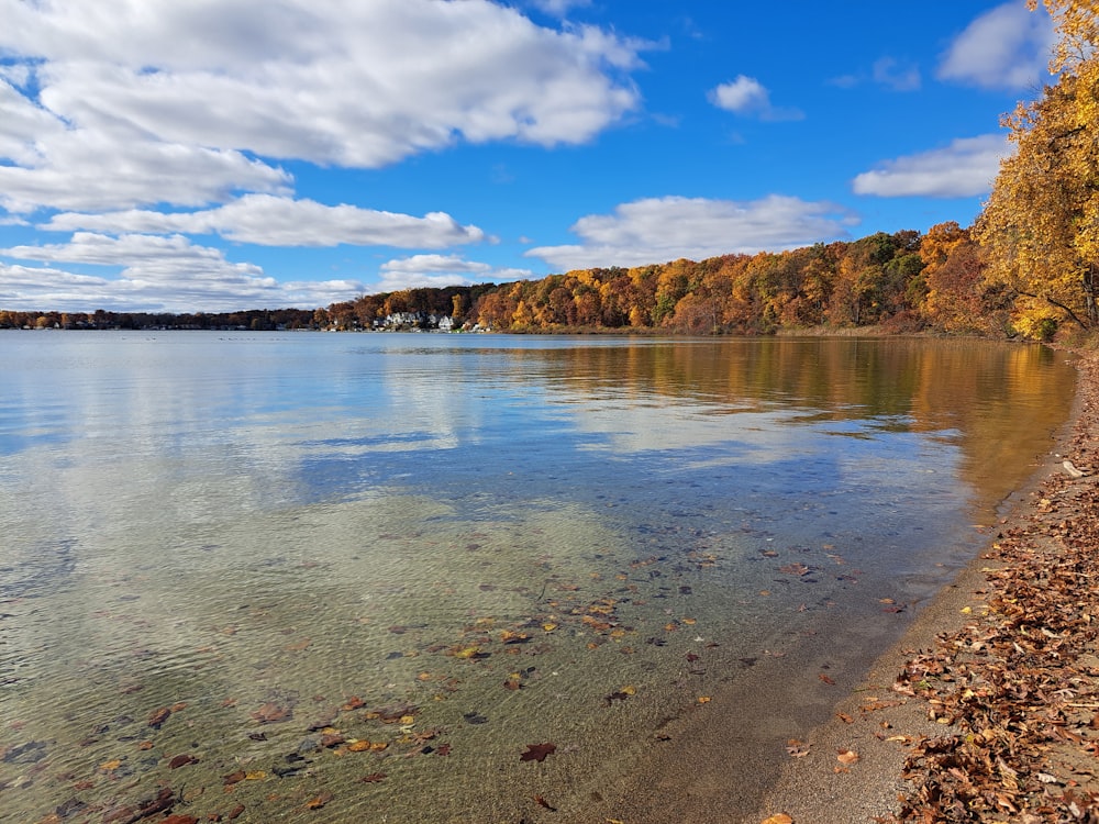 a body of water surrounded by a forest