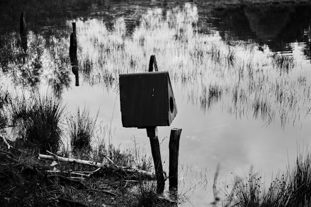 A serene natural setting with a small wooden birdhouse mounted on a post near the edge of a reflective body of water. The water surface reflects surrounding plants and trees, while patches of grass and reeds grow near the shore. The scene is captured in black and white, adding a tranquil and timeless quality.