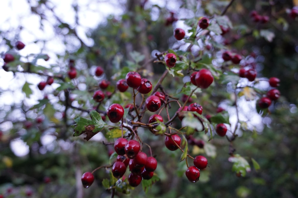 un ramo de frutos rojos colgando de un árbol