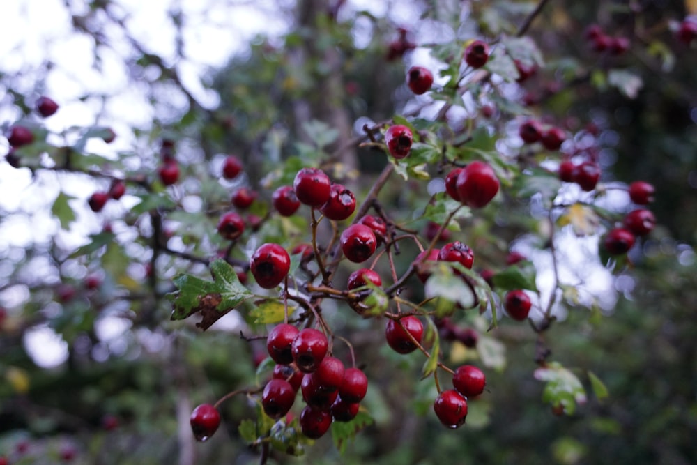 a bunch of red berries hanging from a tree