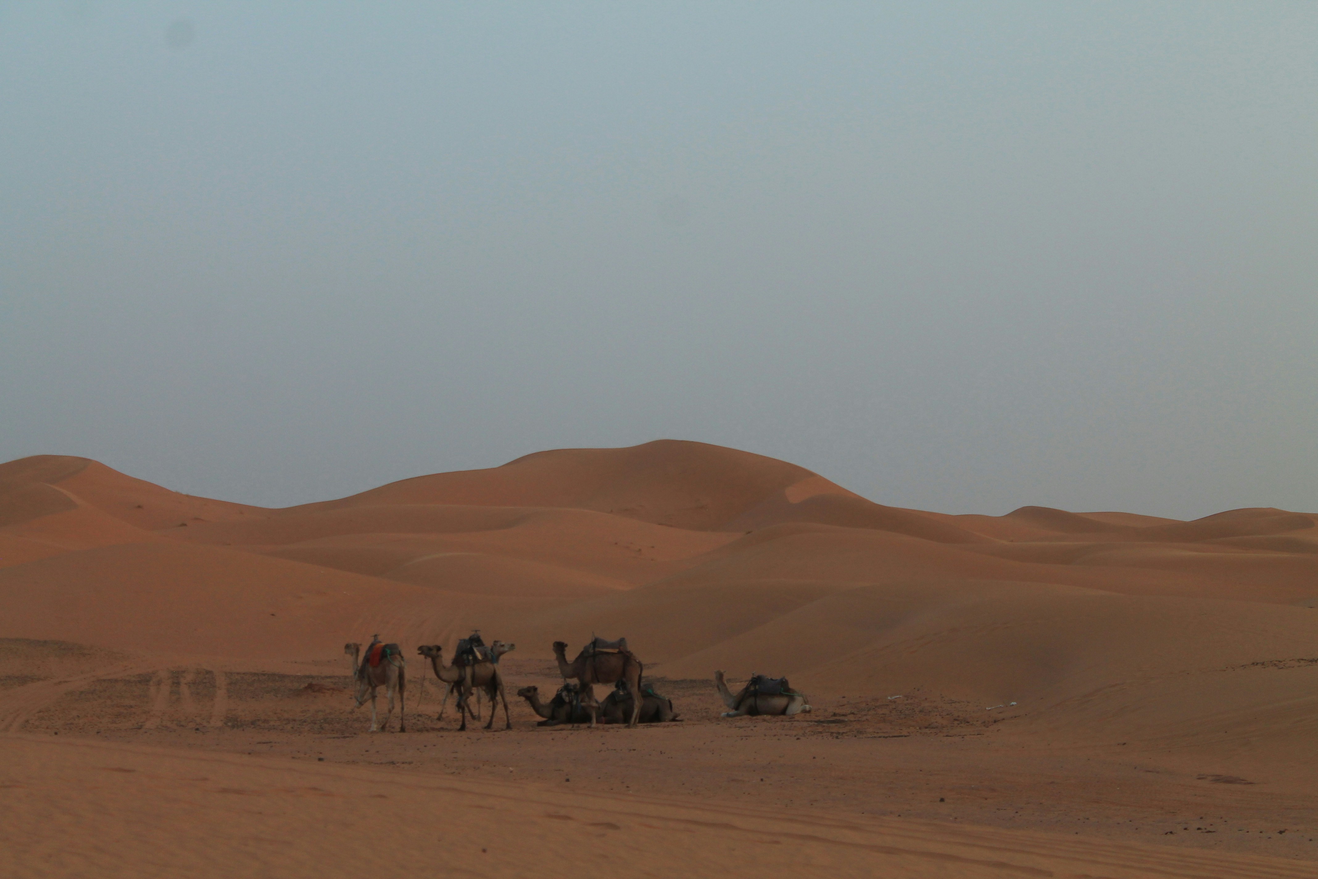 a group of people riding camels across a desert