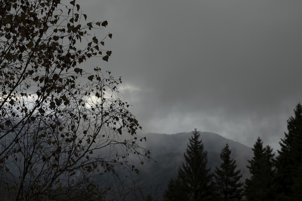 a dark sky with clouds and trees in the foreground