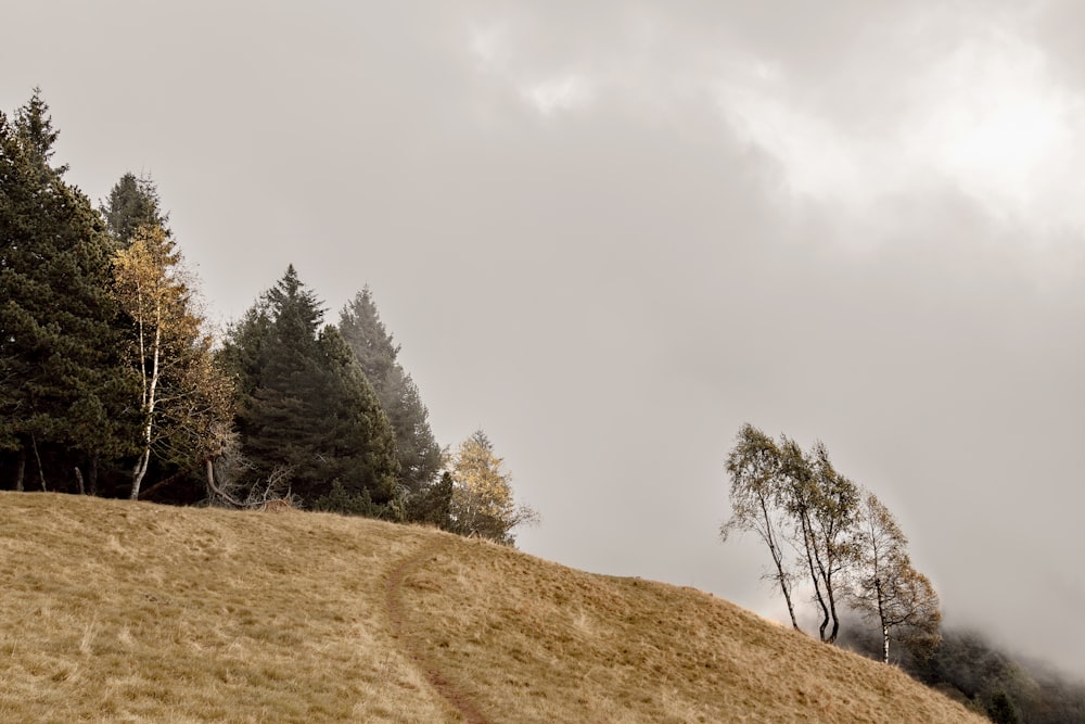 a grassy hill with trees in the background