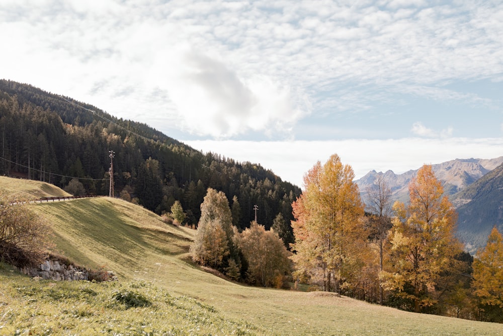 a view of a grassy hill with trees in the background