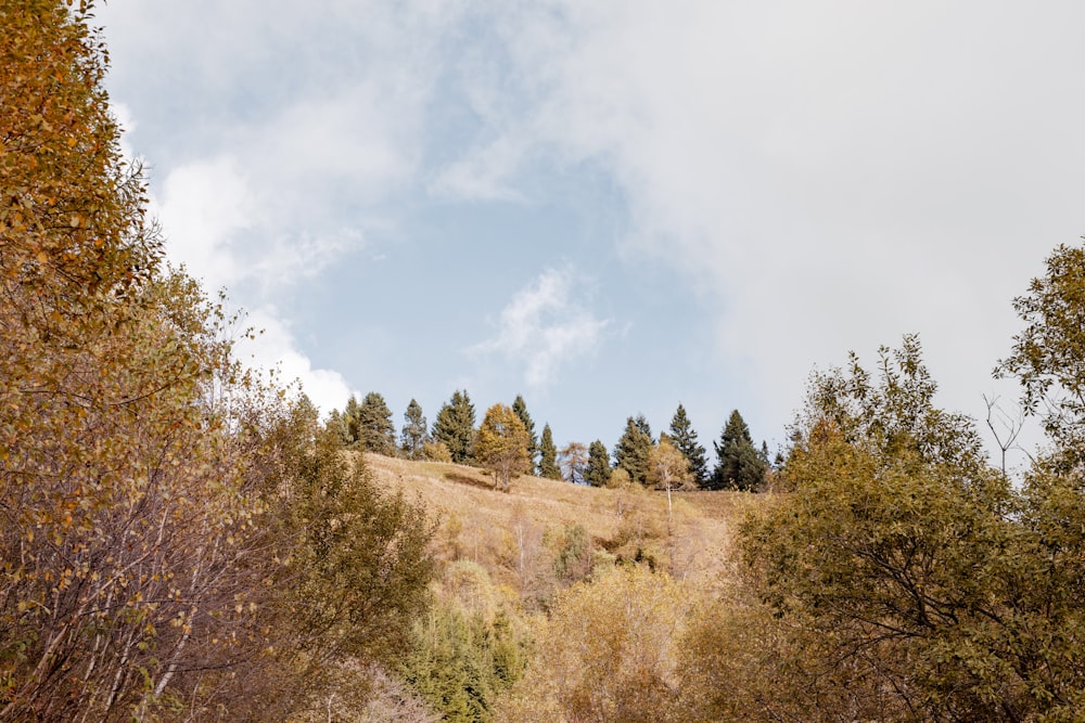 a field with trees and grass on a cloudy day