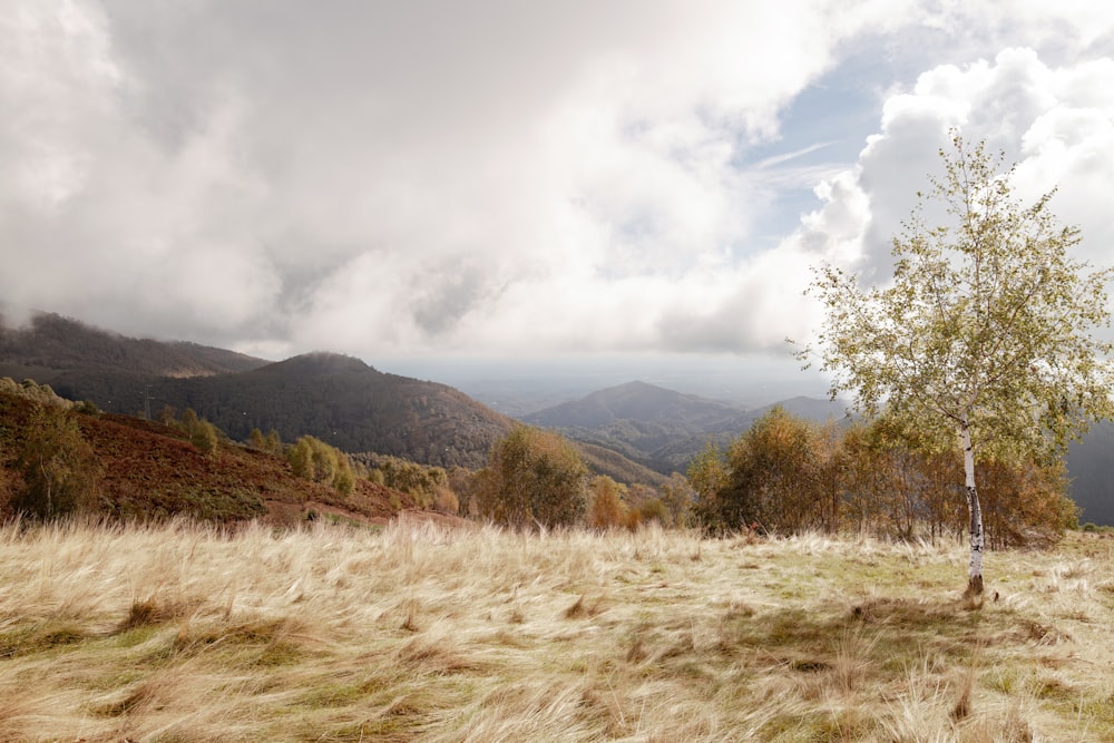 a lone tree in a field with mountains in the background