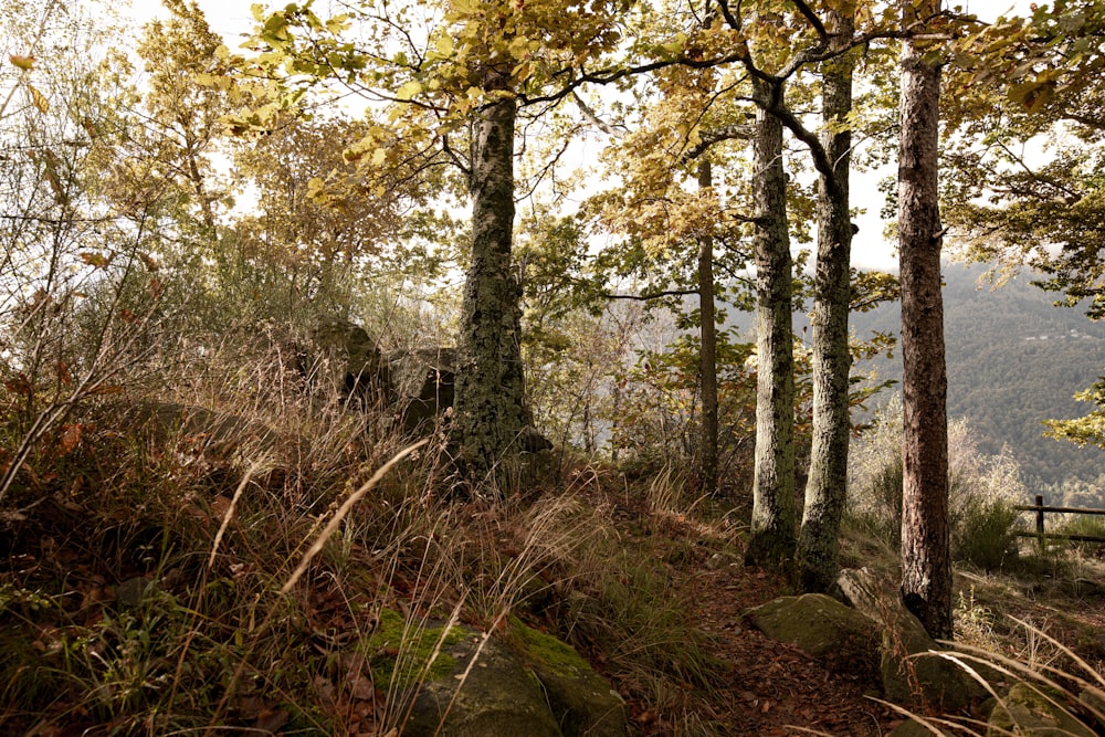 a forest filled with lots of tall trees