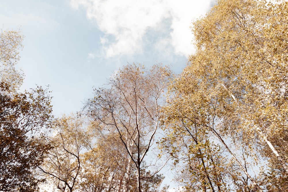 a group of trees that are next to each other