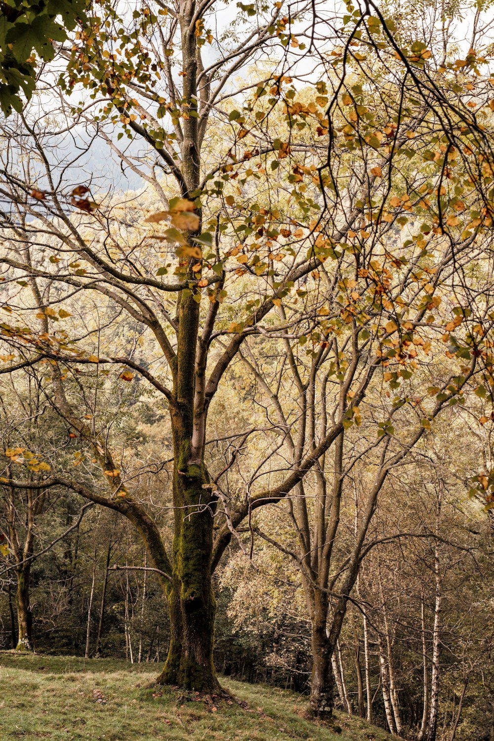 a couple of trees that are in the grass