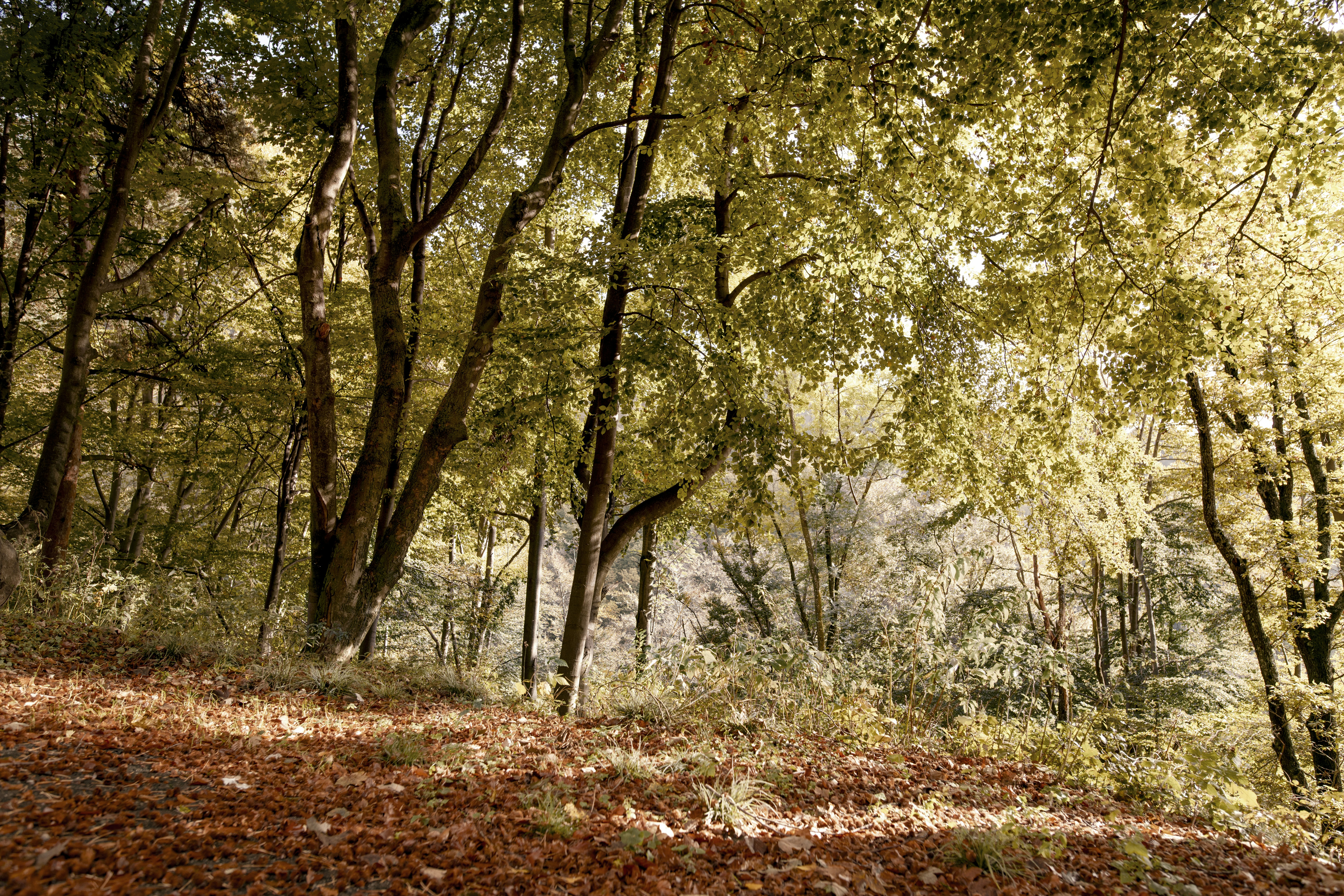 a forest filled with lots of trees and leaves, 