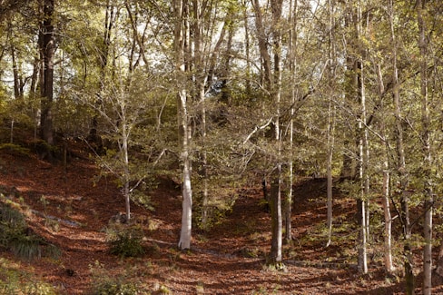 a forest with lots of trees and leaves on the ground
