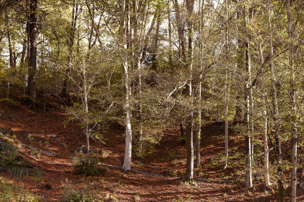 a forest with lots of trees and leaves on the ground