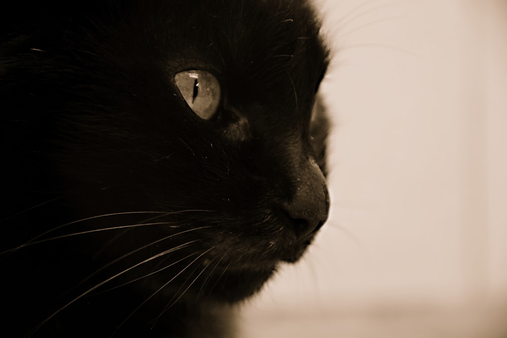 gros plan sur le visage d’un chat noir