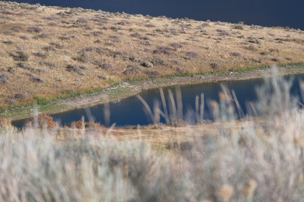 a small pond in the middle of a dry grass field