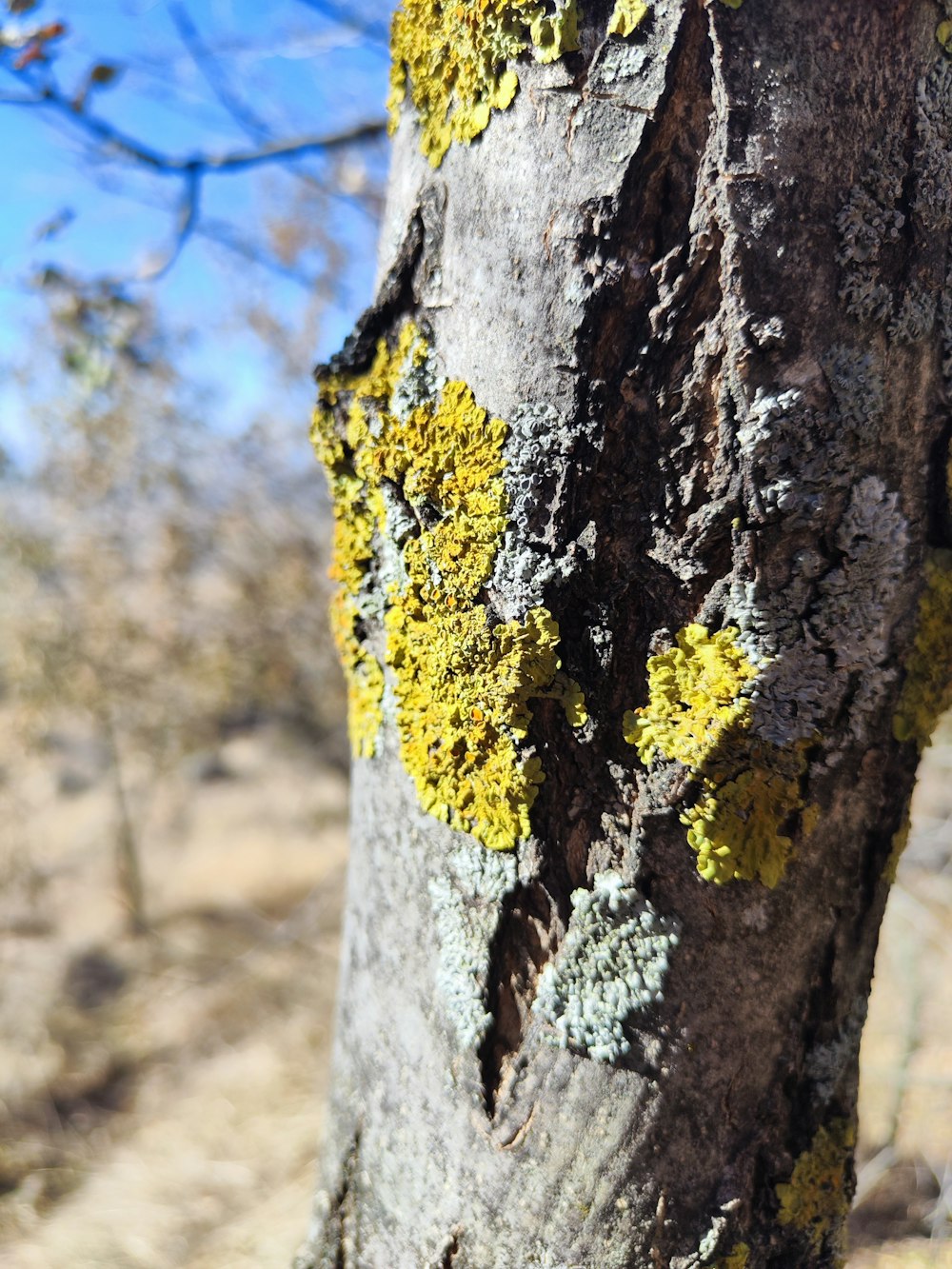 a close up of a tree with moss growing on it