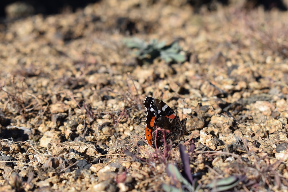 a small orange and black butterfly sitting on the ground
