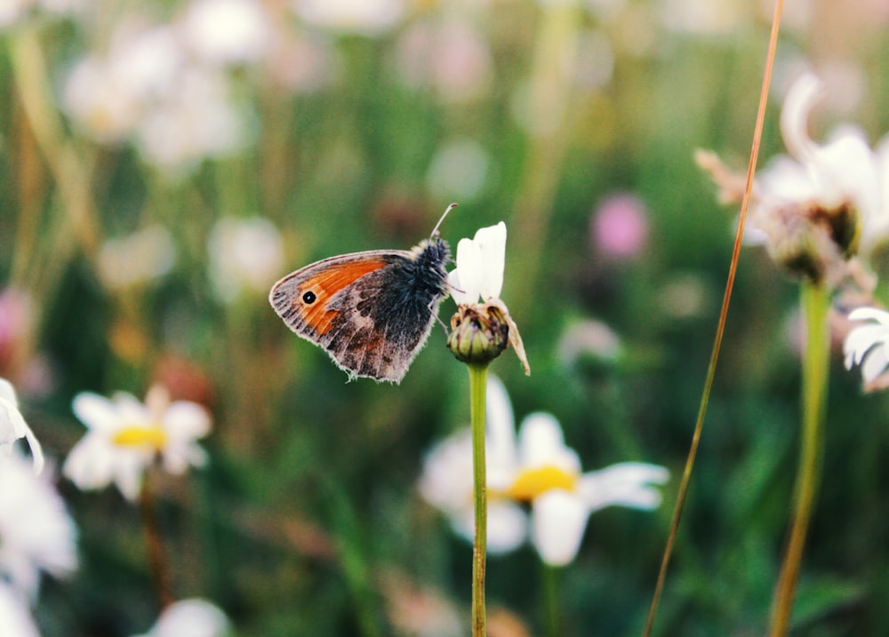 a small brown and white butterfly sitting on a flower