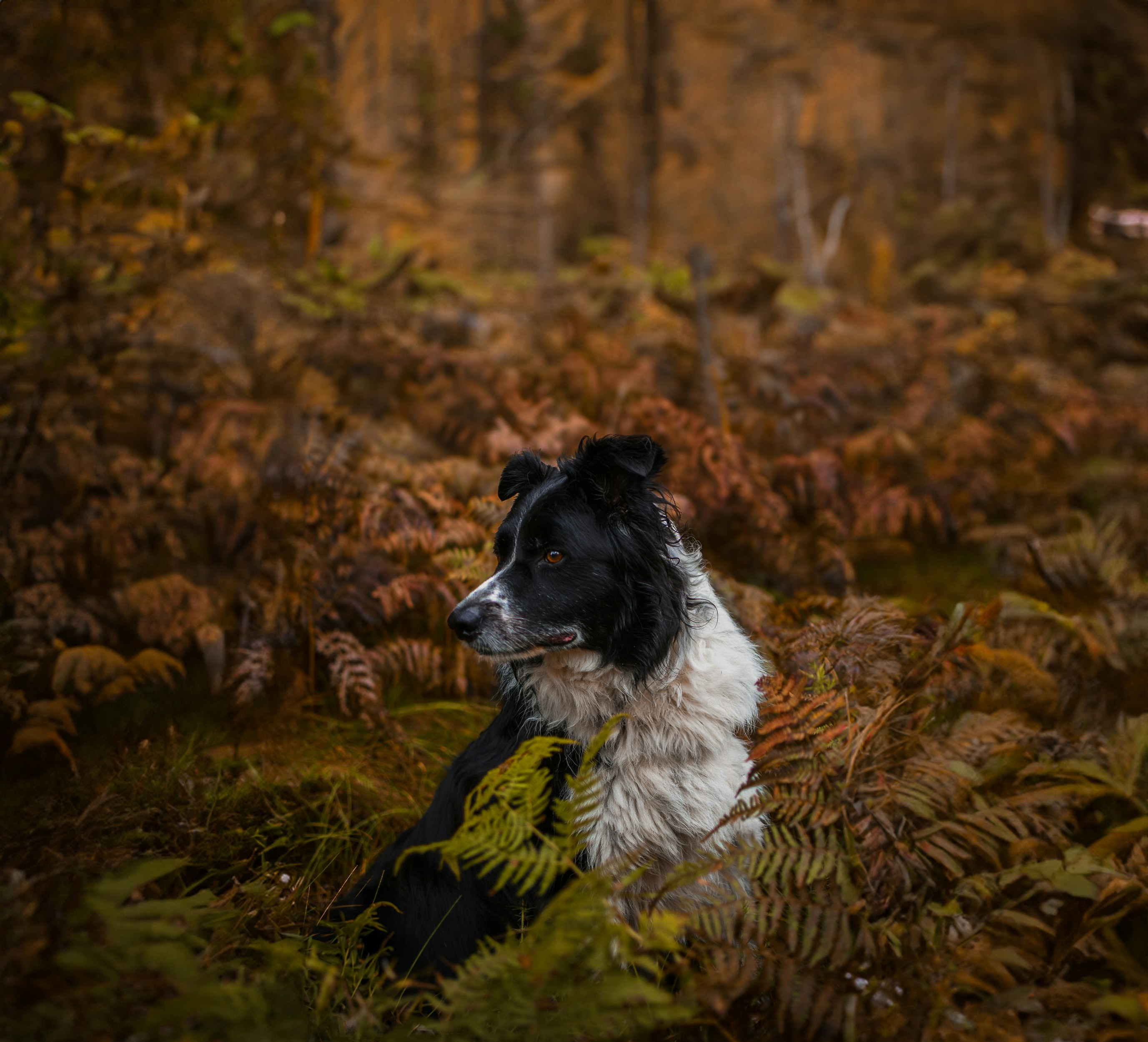 Photo by kieran_pks