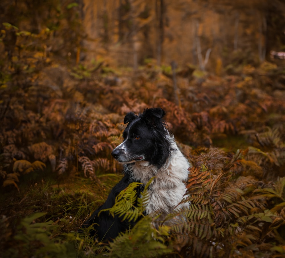 a black and white dog sitting in the middle of a forest