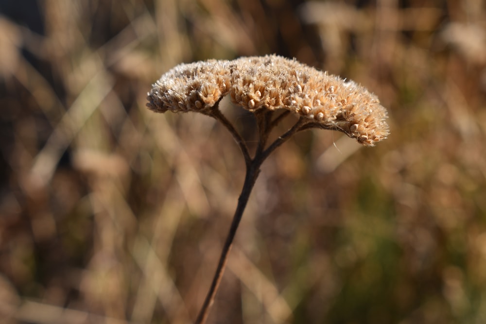 a close up of a flower with a blurry background