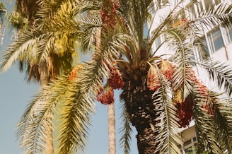 A tall palm tree with clusters of ripe red dates prominently hangs beneath its fronds. In the background, part of a white building with rectangular windows is visible, indicating an urban setting. The sunlight creates a warm and serene atmosphere, casting shadows and highlighting the details of the leaves and dates.