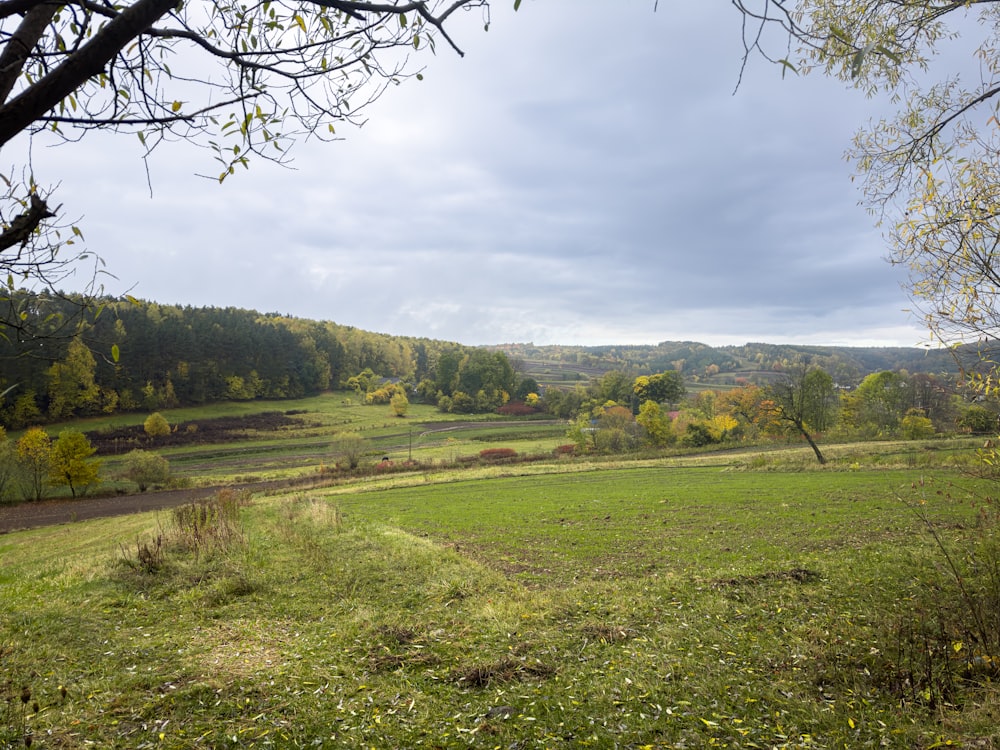 a grassy field with trees in the background