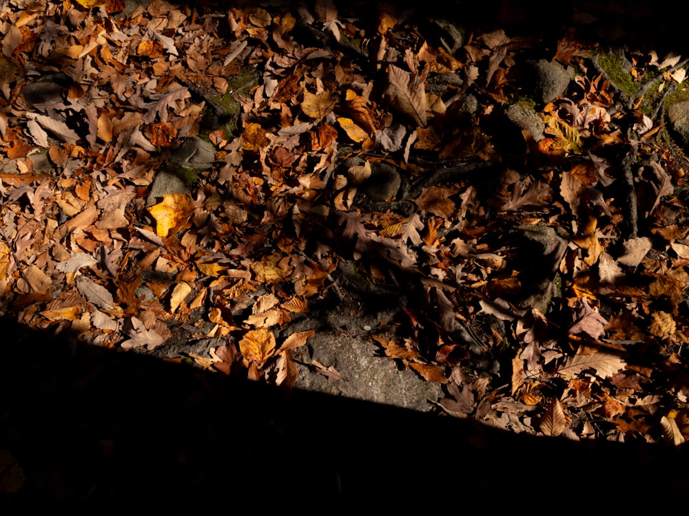 a close up of leaves on the ground