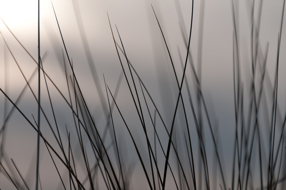 a close up of a plant with a sky in the background