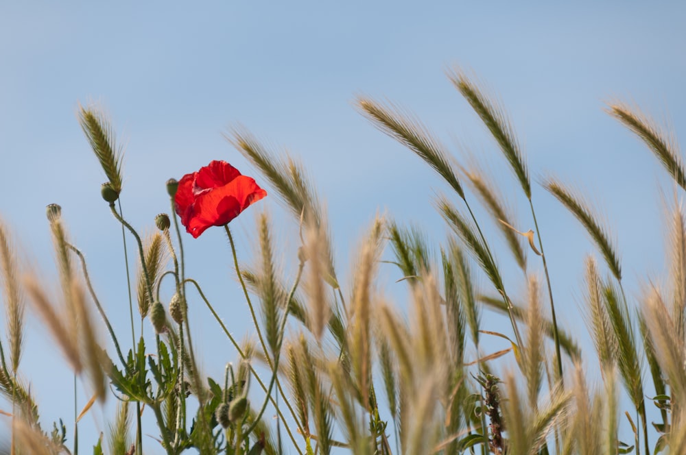 a red flower is in the middle of tall grass