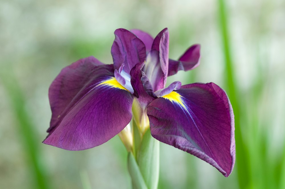 Purple Iris Flower Base Notes