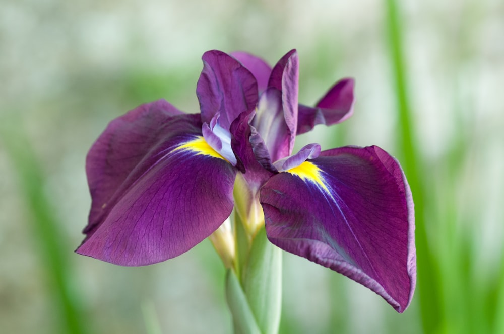 a close up of a purple flower with green stems