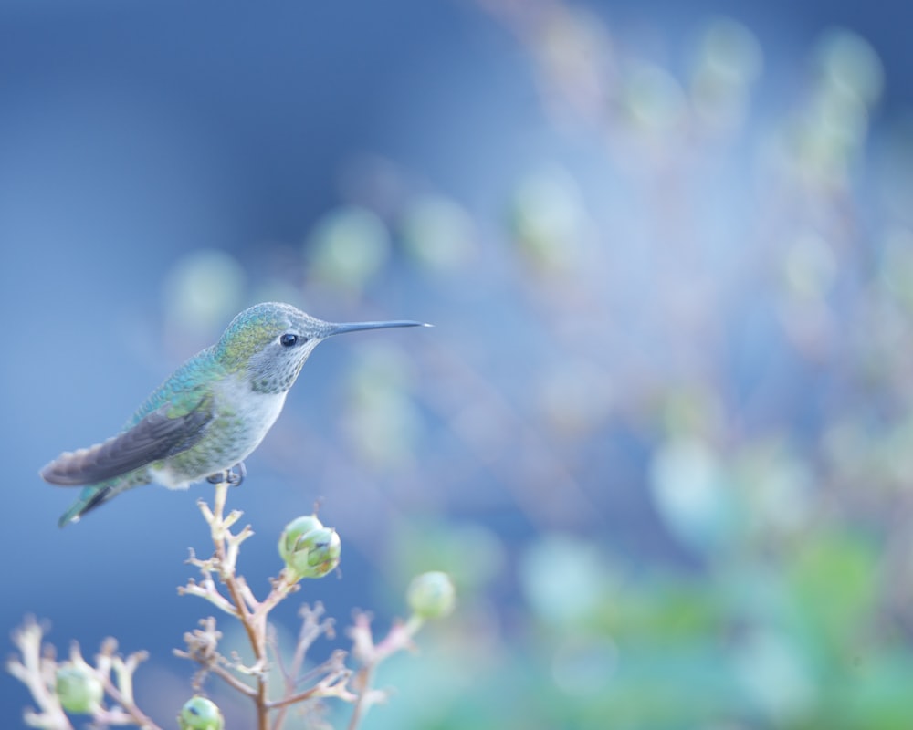 a hummingbird perched on top of a plant