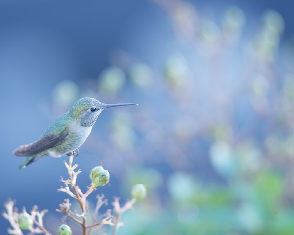 Un colibrí posado en la parte superior de una planta