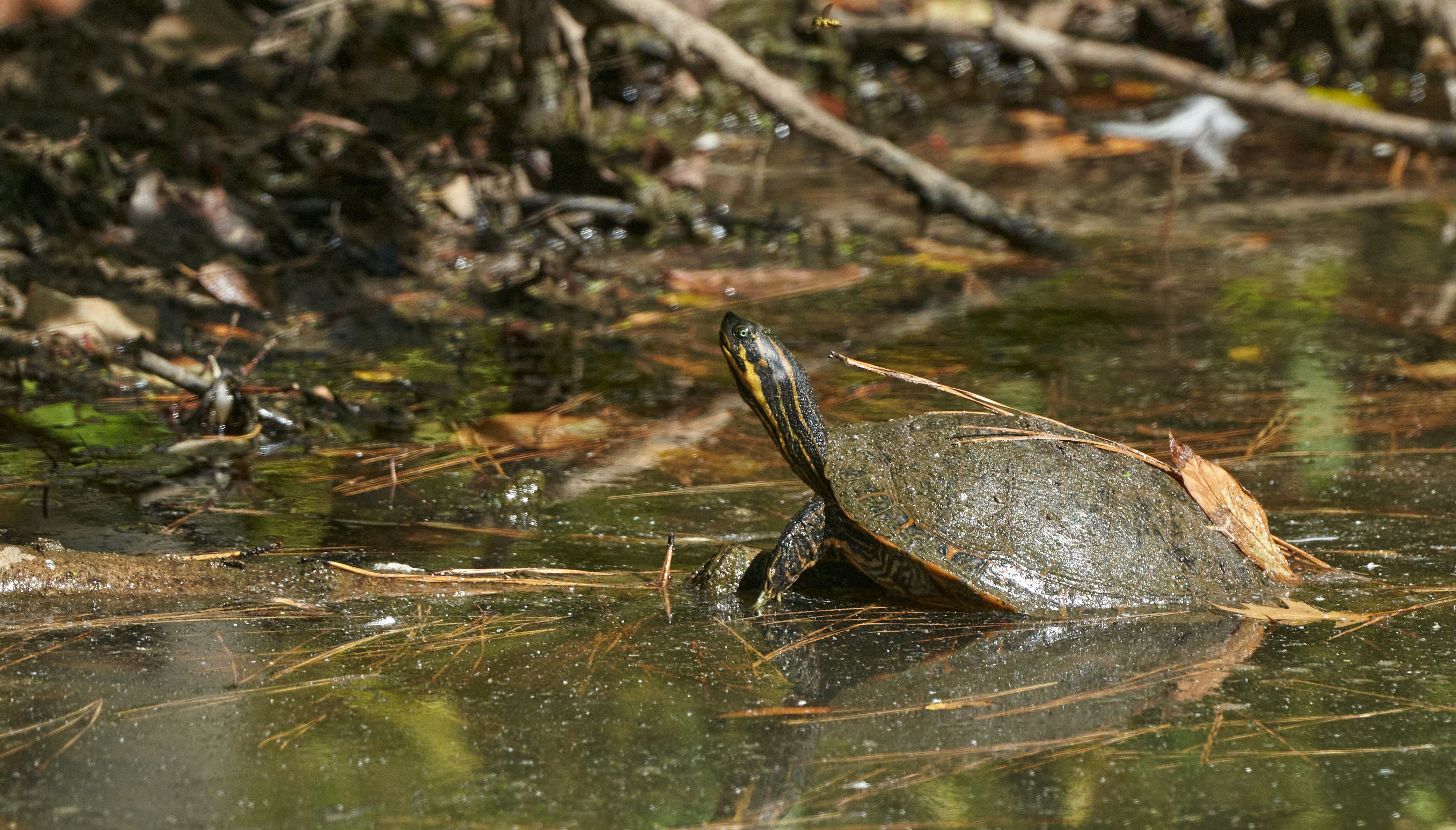 Photo by sfjphotopics