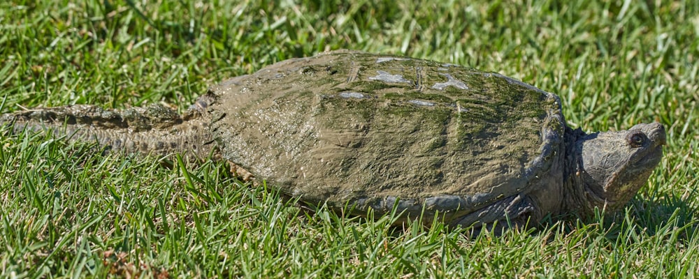 a turtle is sitting in the grass with a rock on its back